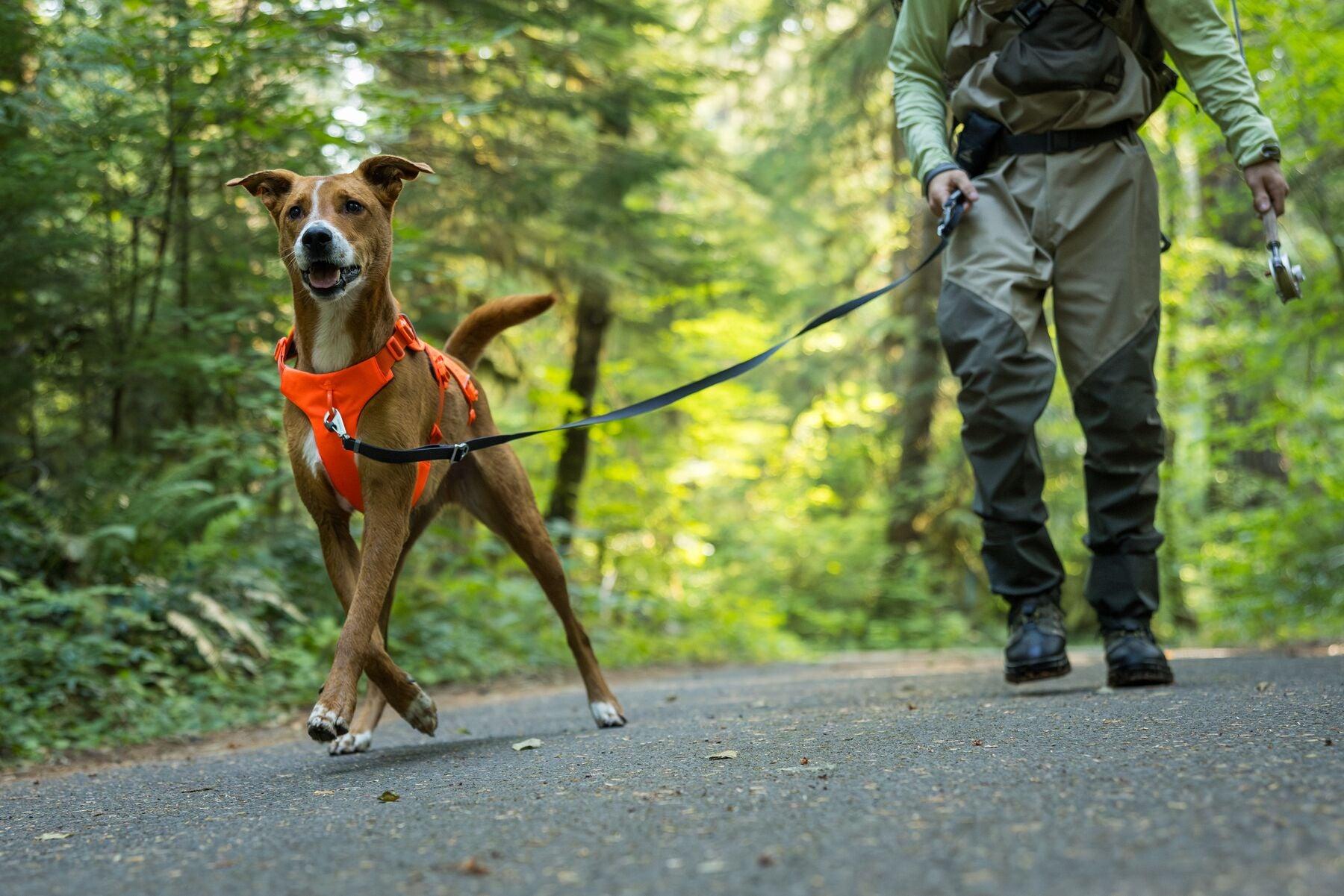 Dog wearing harness on hiking trail