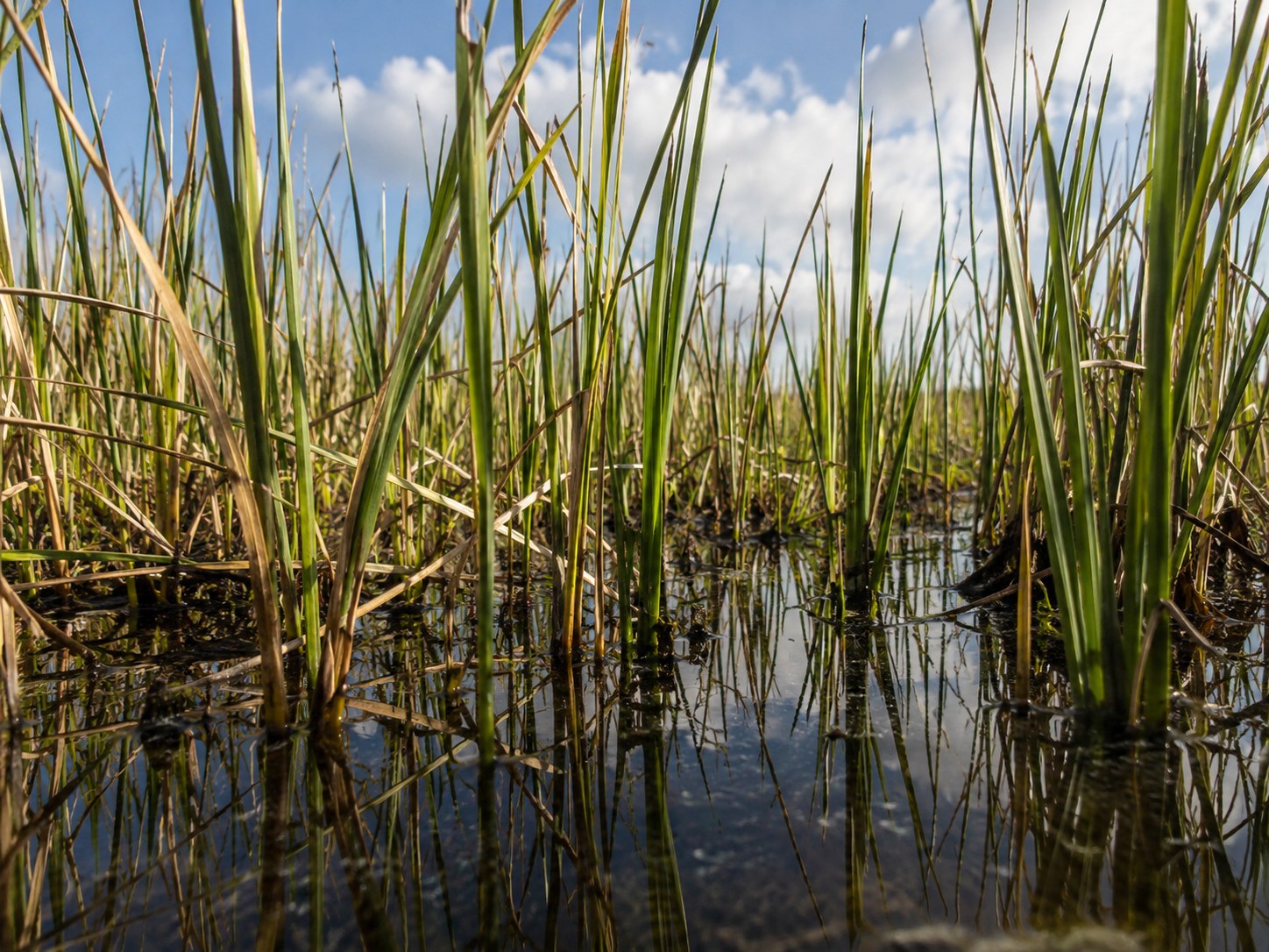 Sawgrass marsh and shallow water along a boardwalk trail in Everglades National Park, Florida