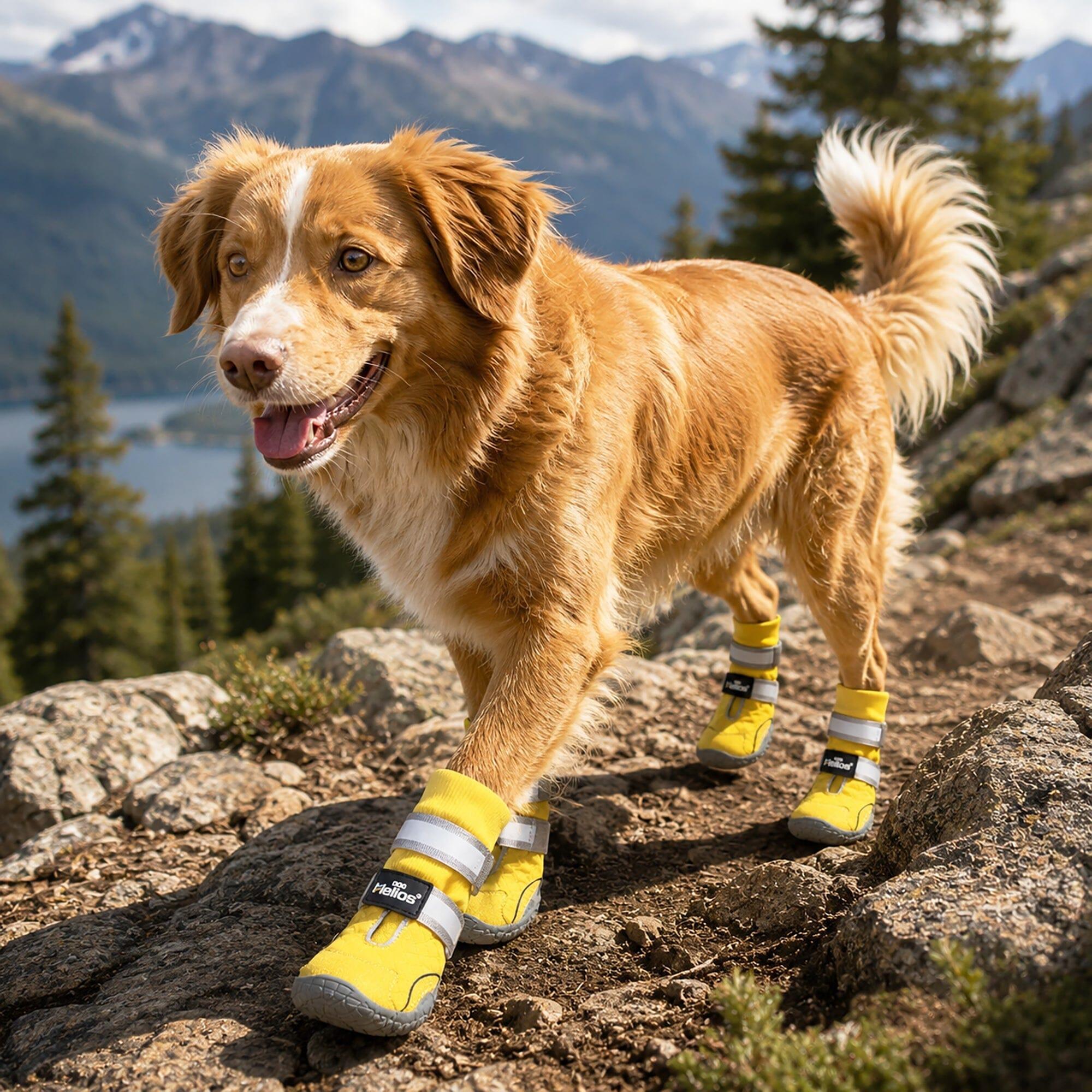 Dog wearing boots on rocky trail