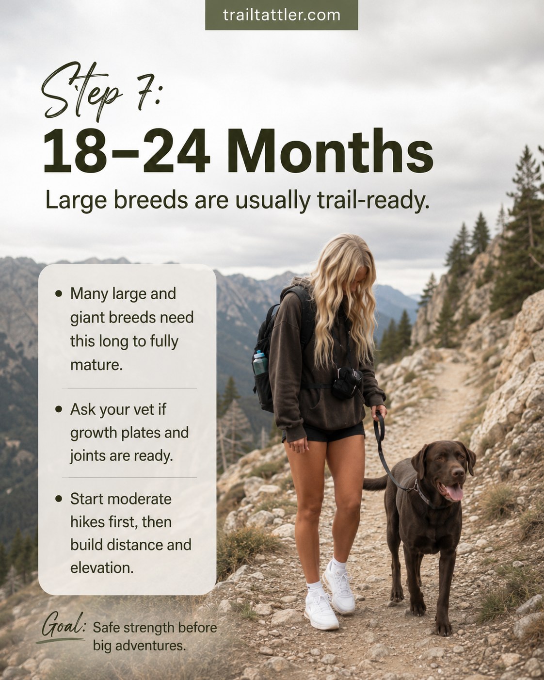 An 18–24 month old large-breed dog hikes a steep mountain trail, the puppy hiking age stage for full readiness