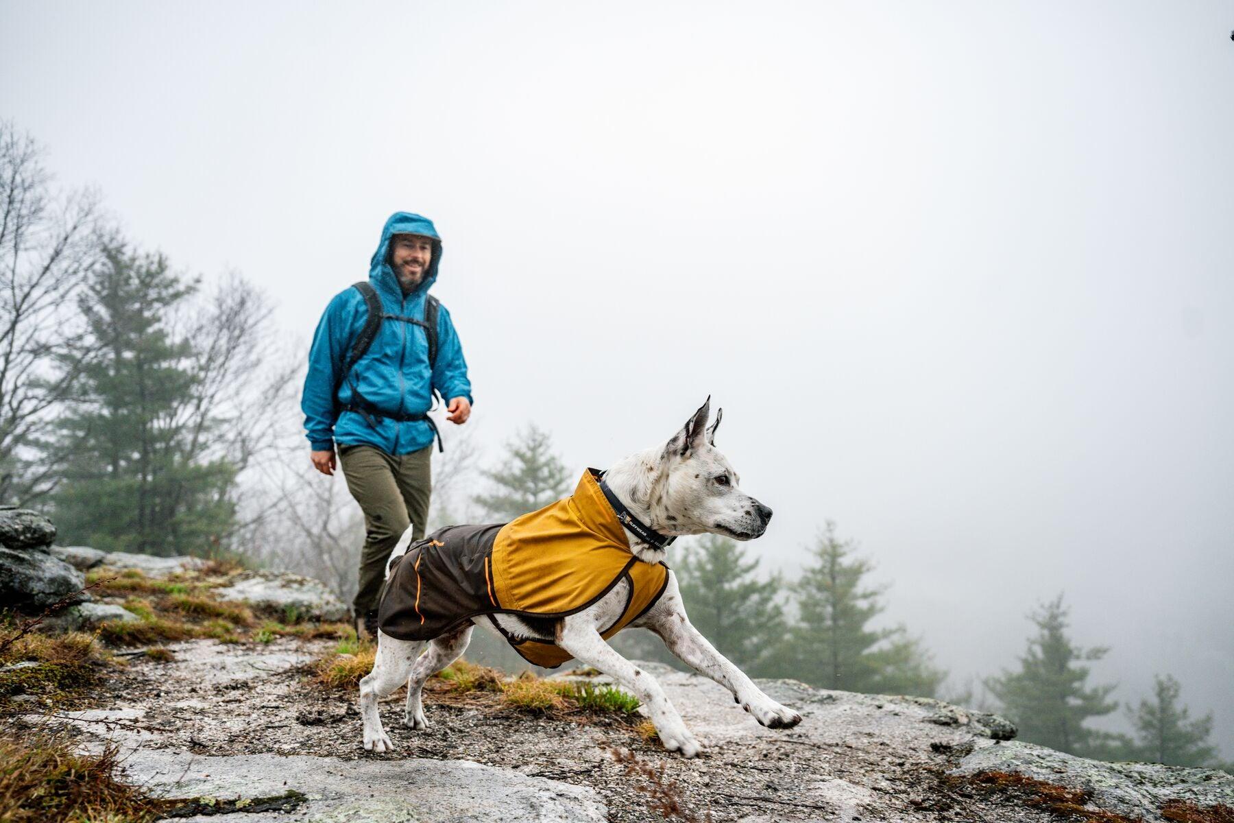 Dog hiking in rain and cold weather